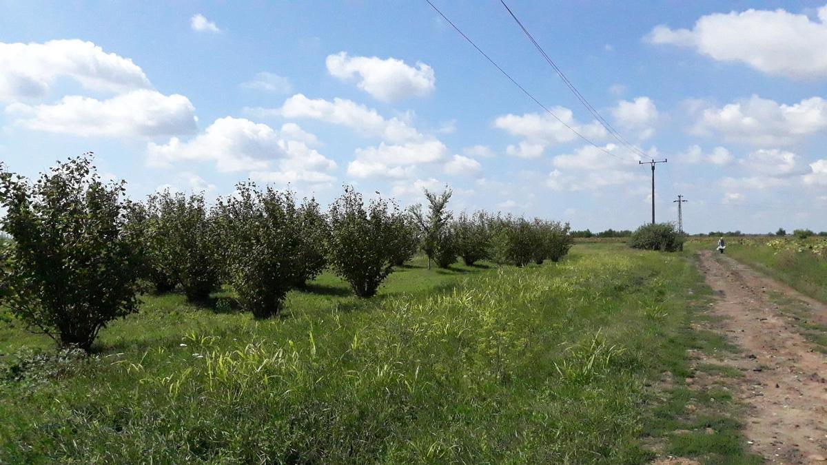 m2Gsigma nekretnine, Zrenjanin okolina, Lazarevo plac na prodaju, 2231