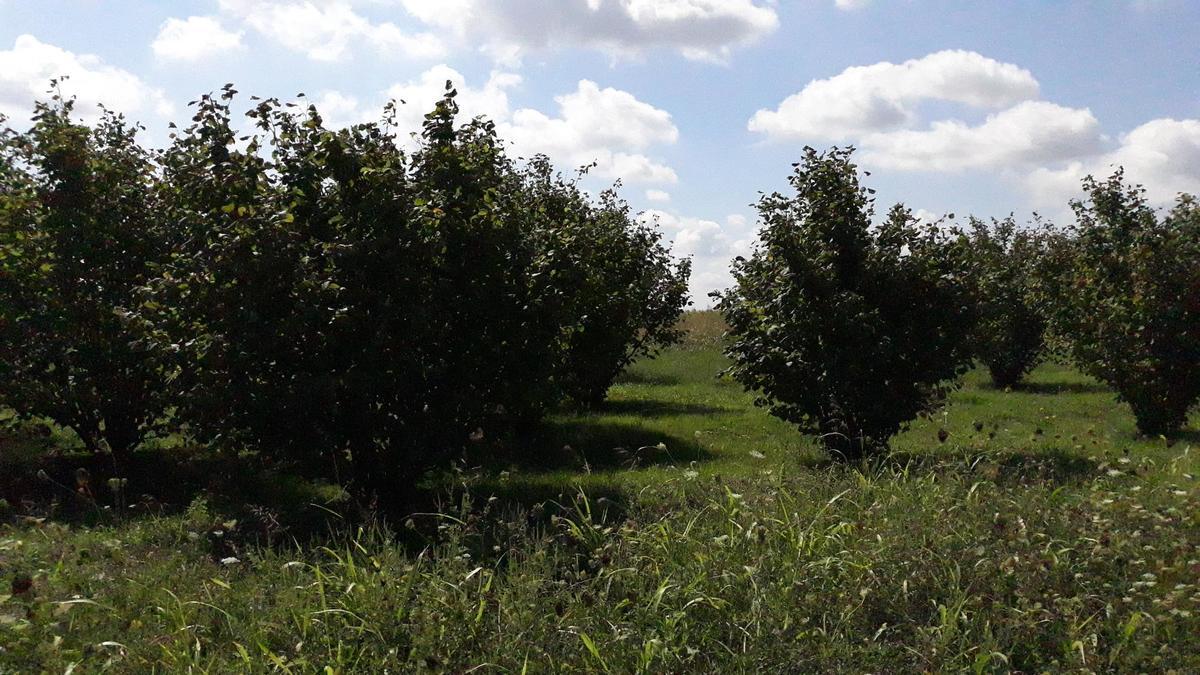 m2Gsigma nekretnine, Zrenjanin okolina, Lazarevo plac na prodaju, 2231