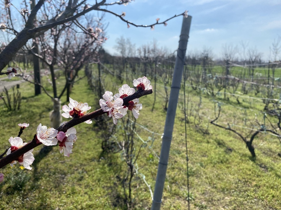 m2Gsigma nekretnine, Zrenjanin, Gradnulica, poslovni prostor na prodaju, 2280