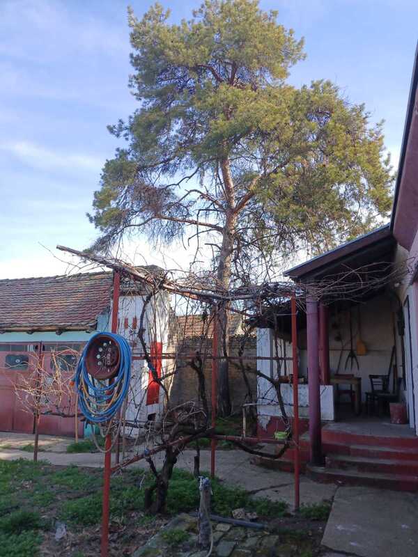 m2Gsigma nekretnine, Zrenjanin okolina, Perlez, trosobna kuća na prodaju, 2357