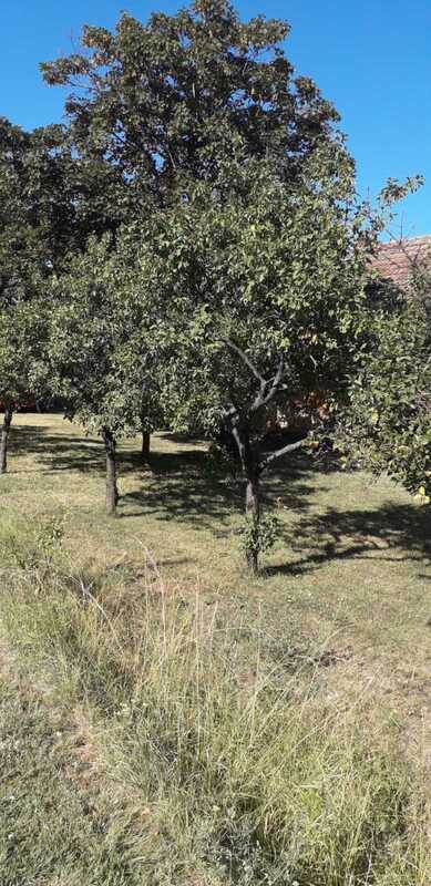 m2Gsigma nekretnine, Zrenjanin okolina, Banatski Despotovac, dvoiposobna kuća na prodaju, 2431