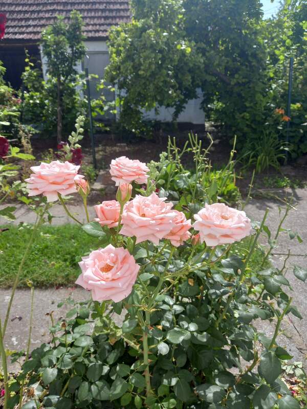 m2Gsigma nekretnine, Žitište okolina, Žitište, trosobna kuća na prodaju, 2536